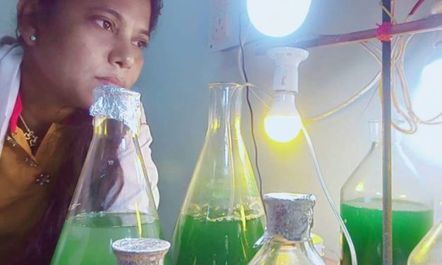 Algae an Extraction Agent for Mining Critical Minerals